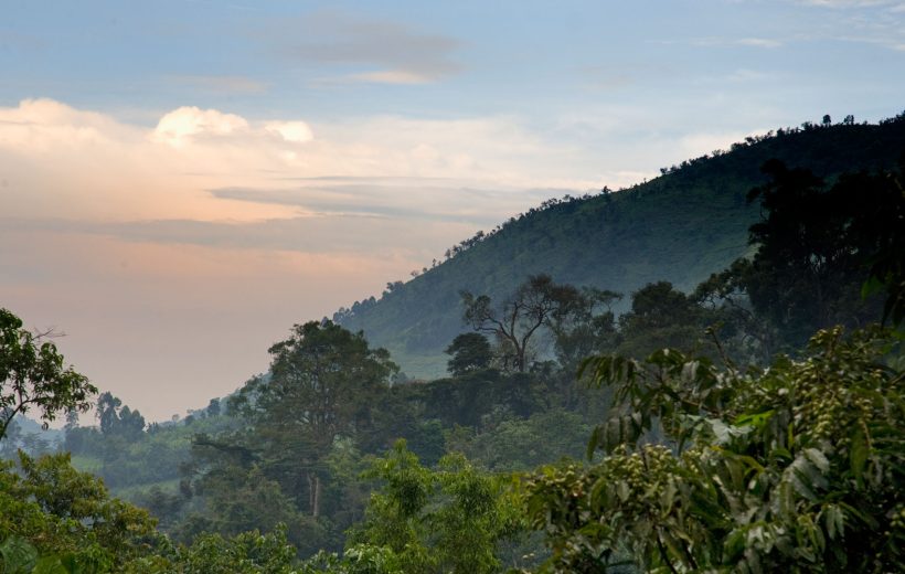 BWINDI IMPENETRABLE FOREST