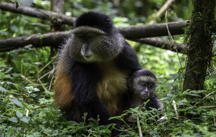 GISHWATI MUKURA NATIONAL PARK