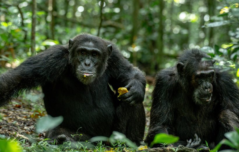 KIBALE NATIONAL PARK