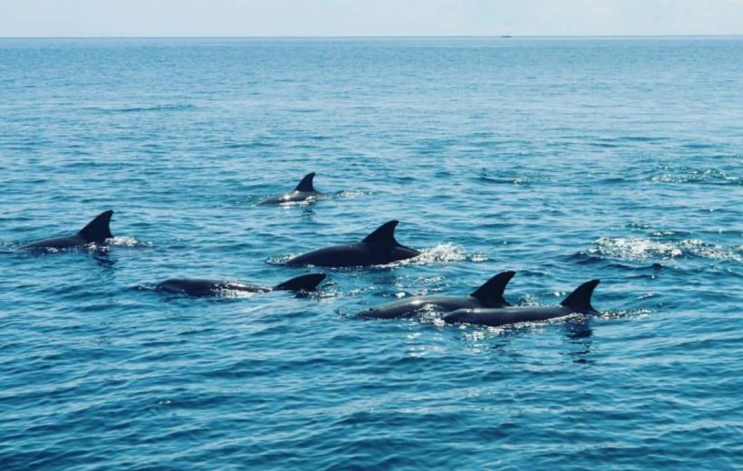 KISITE – MPUNGUTI MARINE NATIONAL PARK
