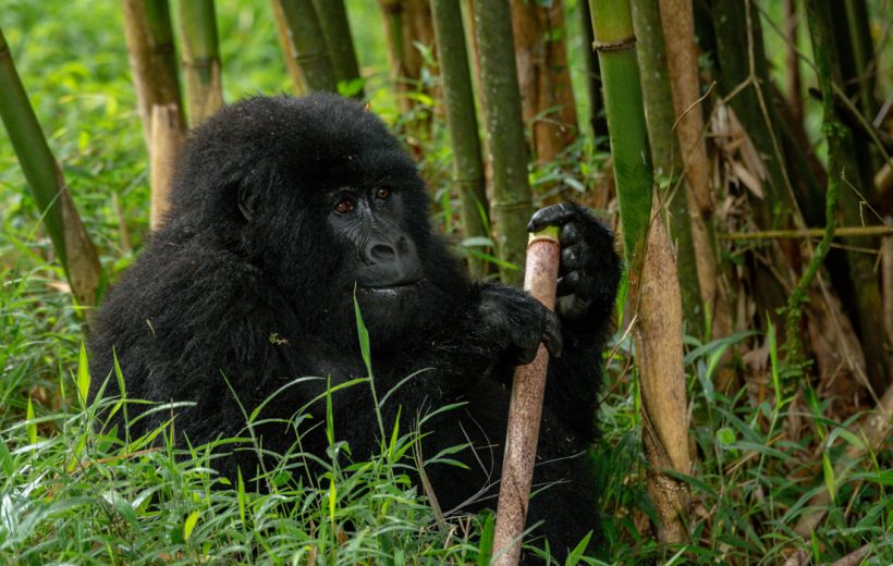 MGAHINGA GORILLA NATIONAL PARK