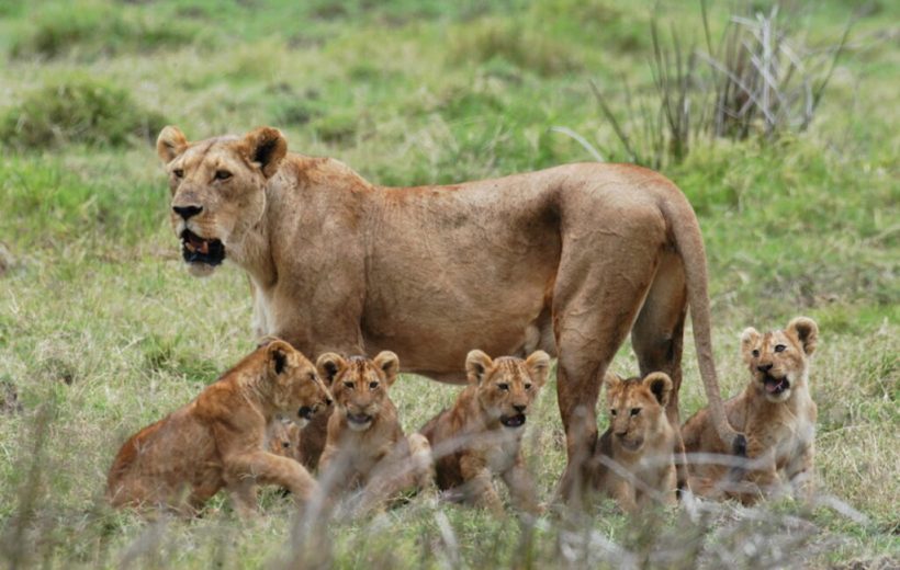 MIKUMI NATIONAL PARK