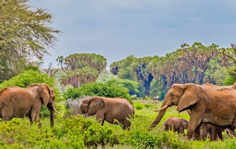 SAMBURU NATIONAL RESERVE