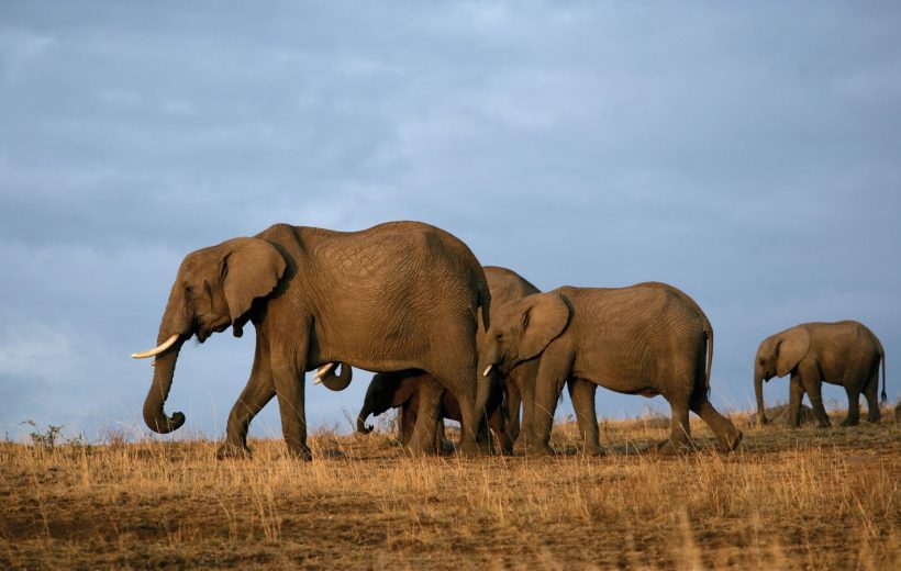 TSAVO NATIONAL PARKS