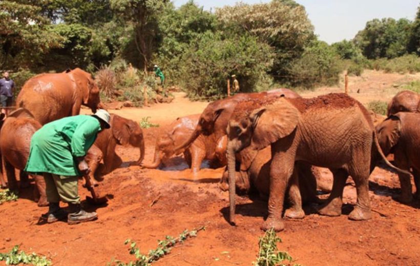DAPHNE SHEDRICKS ELEPHANT ORPHANAGE